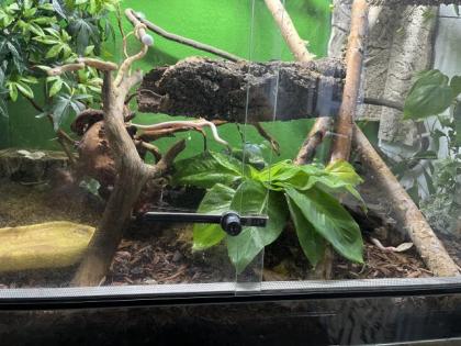 Kornnattern mit Terrarium