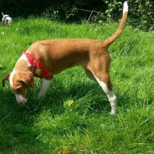 Colette sucht ein Zuhause