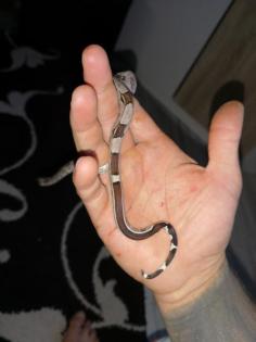 Boa constrictor Imperator crawl cay x surinam