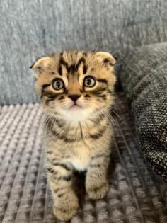 BKH Kitten Mix
