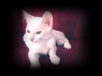 Siamkater sucht dringend neues zu Hause