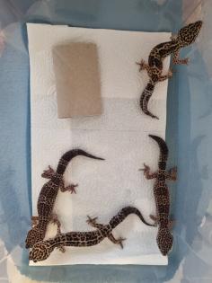 4 Leopardgecko Weibchen ca. 2 Jahre