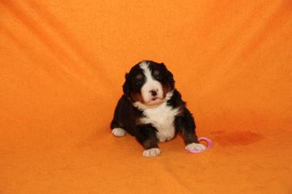 Berner Sennenhundwelpen