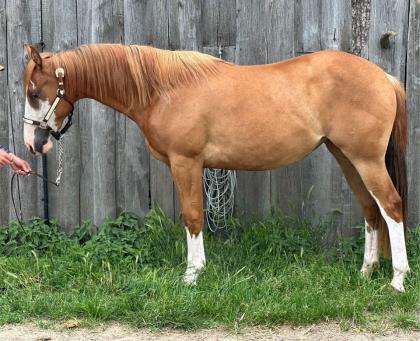 Quarter Horse Stute, 2 jährig