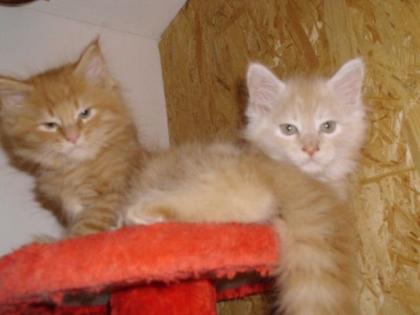 Maine Coone Kitten reinrassig 9 Wochen alt