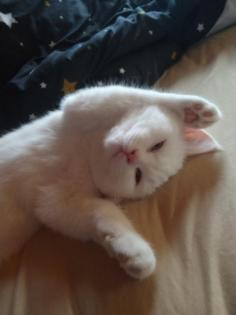 Deckkater gesucht