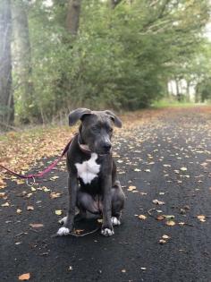 Blue American stefford Labrador mix