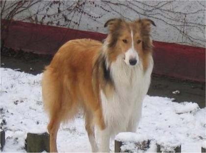 Belohnung wer meine Collie Hündin Baffy wiederbeschaft