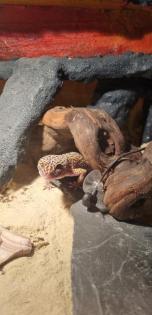 Leopardgecko mit terrarium abzugeben