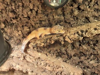 4 Leopardengeckos mit Terrarium