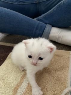4 Kleine BKH-Kitten suchen ab dem 22. 06. 2023 ein liebevolles Zuhause