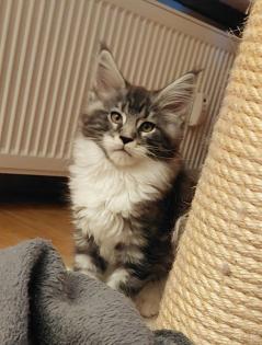 Wunderschöne Maine Coon Kitten