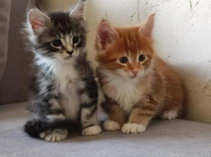 Maine Coon Kitten mit Stammbaum suchen einen neuen Kuschelplatz