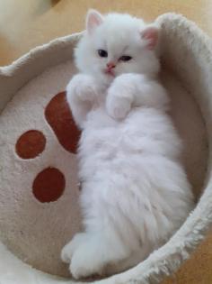 Selkirk Rex Kitten