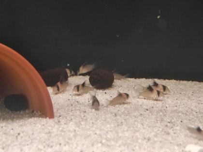 25x Corydoras Burgessi 3, 5 - 4 cm Rarität