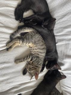 Katzen Babys abzugeben