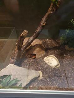 Kornnatter Terrarium Zubehör