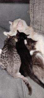 BKH Ragdoll Mix Kitten
