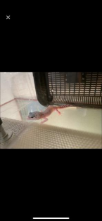 Leopardgecko nachzuchten