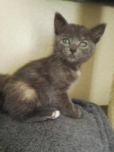 5 Kitten suchen liebevolles Zuhause