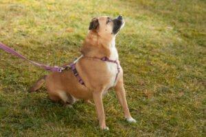 PILA - weiblich 4 Jahre 39 cm 14 kg Mix Gechipt Kastriert