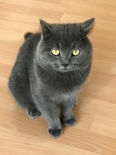 BKh Deckkater Blue
