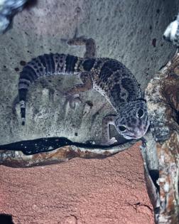 2 Leopardgeckos, Terrarium und Zubehör
