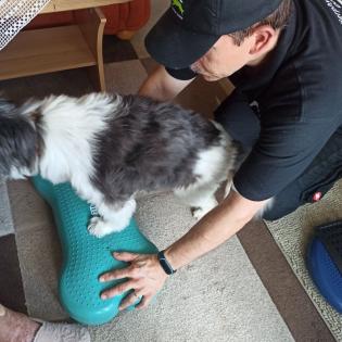 Tierphysiotherapie