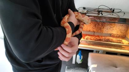 Kornattern 2 Stück eine Albino und eine Naturell