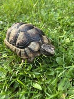 Schildkröten 2 Breitbandschildis abzugeben