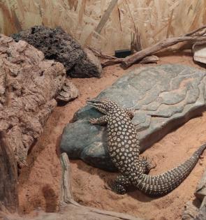 Varanus acanthurus Stachelschwanzwaran