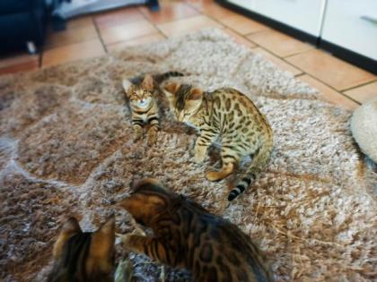 Bengal Kitten