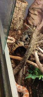 Kornnatter Weibchen inkl Terrarium