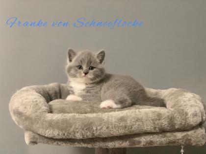 Wunderschöne BKH Kitten suchen liebevolles Zuhause
