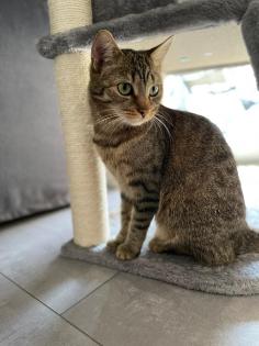 Vermisste Katze