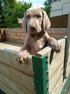 Weimaraner Welpen