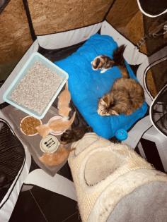 Maine Coon Mix Kitten