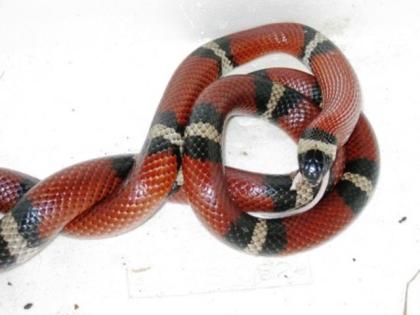 Lampropeltis Triangulum Sinaloae