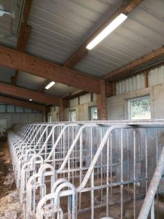 Schweine Aufstallung Kastenstände