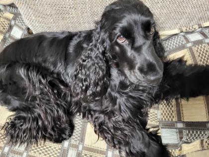 Suche Deckrüde English Cocker Spaniel