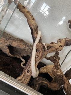 2 Kornnattern inkl. Terrarium und Zubehör