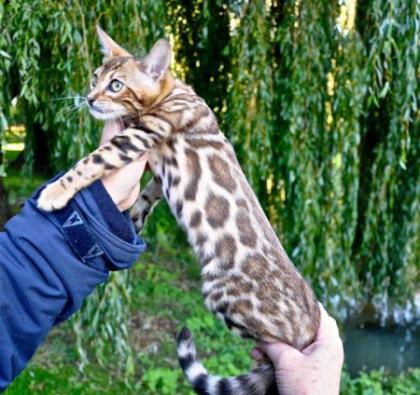 Wunderschöne rossetted Bengal Babies suchen ein neues zu Hause