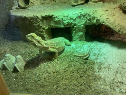 Bartagame mit Terrarium