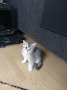BKH Kitten suchen ein Zuhause
