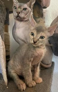 Sphynx Kitten, männlich.
