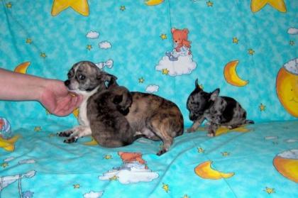 Leopard Tiger Chihuahua Welpen