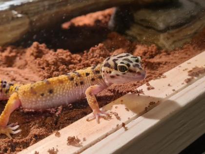 Leopardgeckos inkl Terrarium