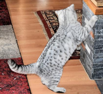 Britisch Kurzhaar Kater, black-silver-tabby-spotted
