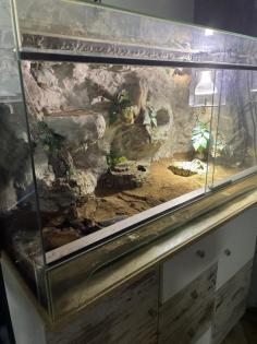 Königspython Jelly Belly mit Terrarium abzugeben