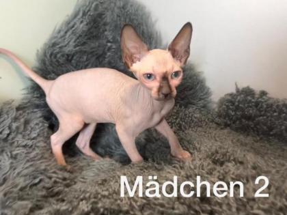 Süße Sphynx Kitten